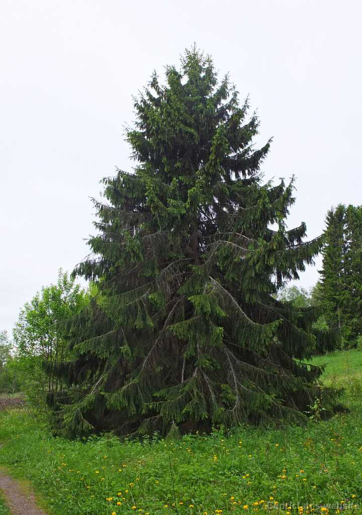DSCF3785