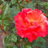 DSCF4077