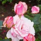 DSCF4078