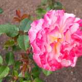 DSCF4080