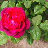 DSCF4081