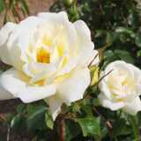 DSCF4083