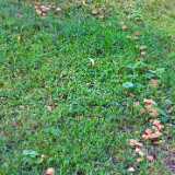 DSCF4211