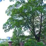DSCF4212