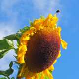DSCF4433