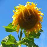 DSCF4436
