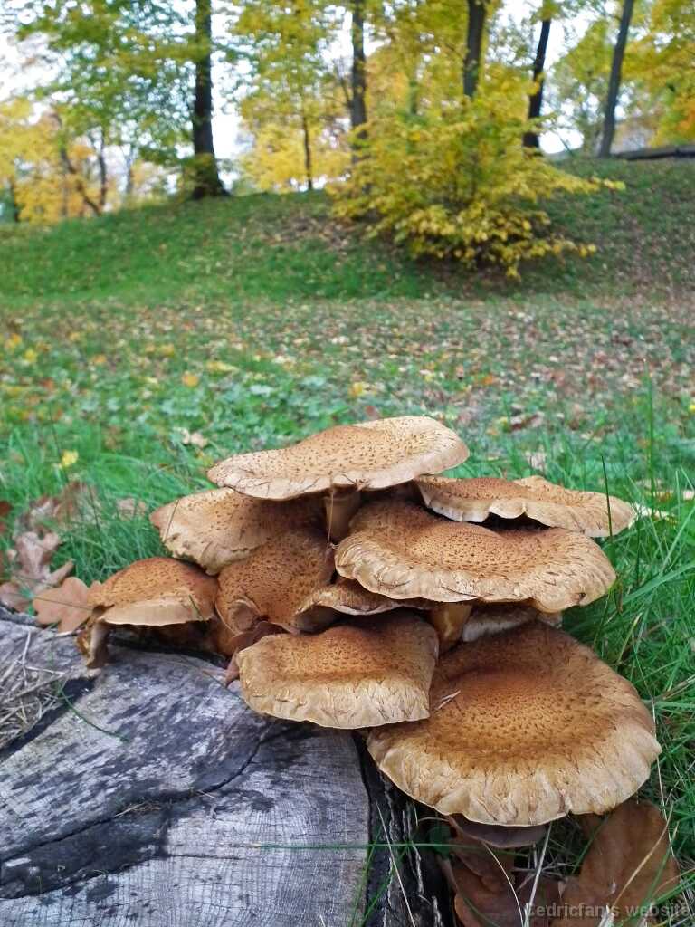 DSCF4780