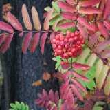 DSCF4690