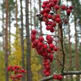 DSCF4698