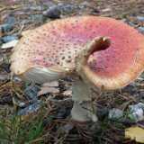 DSCF4703