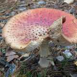 DSCF4704