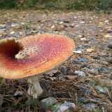 DSCF4706