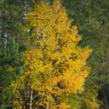 DSCF4715