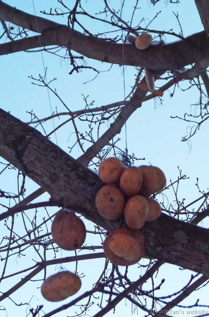 DSCF4247