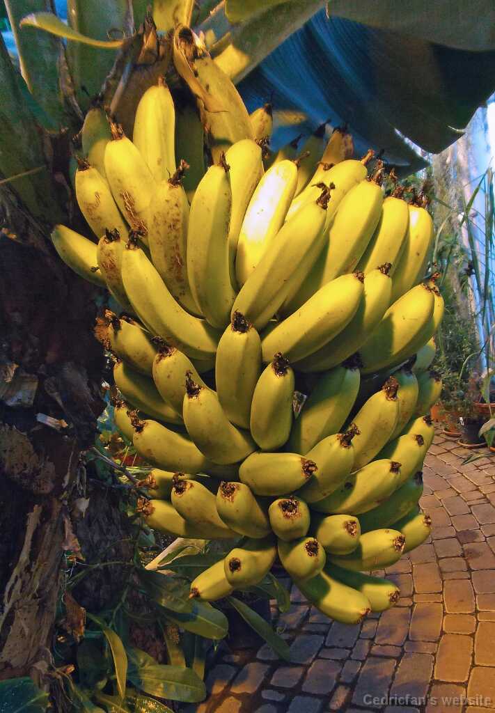 DSCF4254