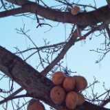 DSCF4247