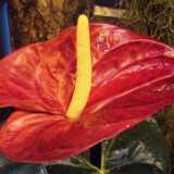 DSCF4253