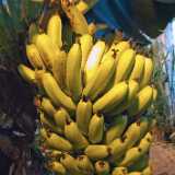 DSCF4254