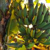 DSCF4255