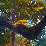 DSCF4264