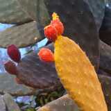 DSCF4266