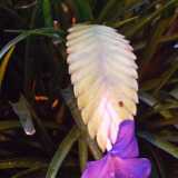 DSCF4268