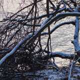 1401 Winter Kuusisto