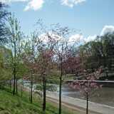 1405 Cherry blossom at river Aura