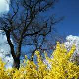 1405 Ruissalo spring