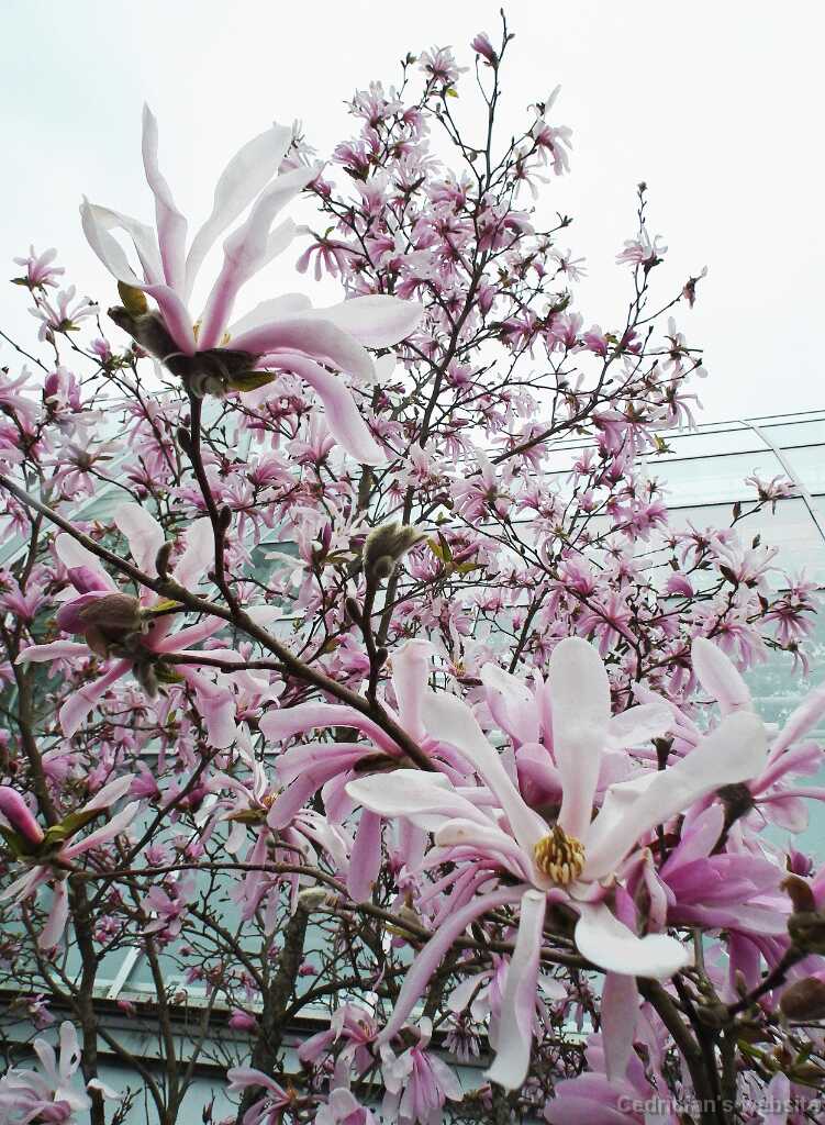 DSCF4998
