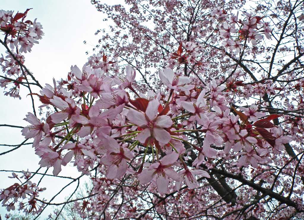 DSCF5010