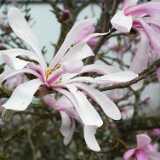 DSCF4997