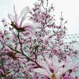 DSCF4998