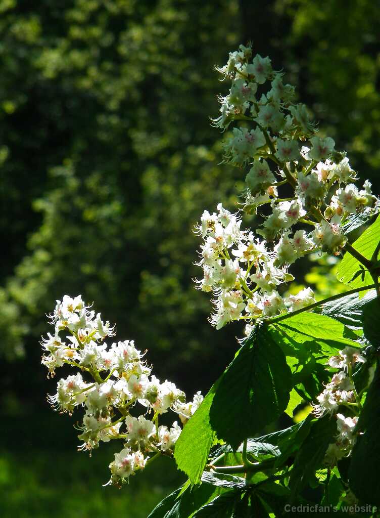 DSCF5063
