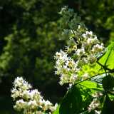 DSCF5061