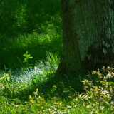 DSCF5066