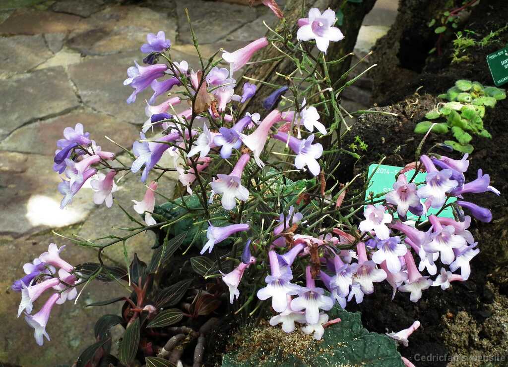 DSCF5146