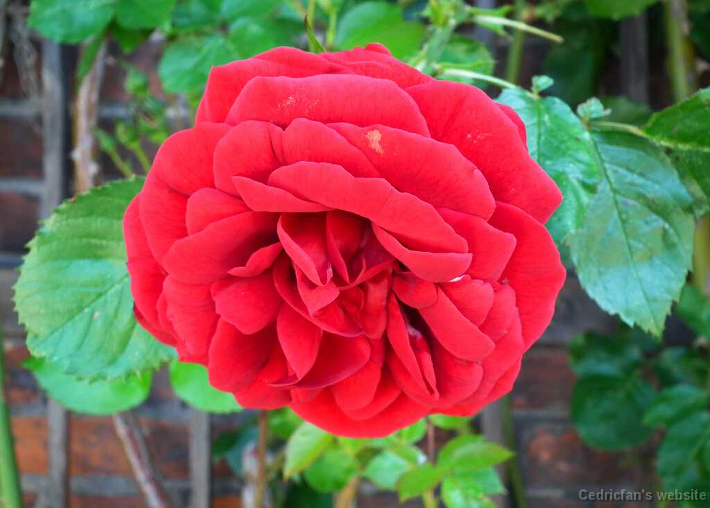 DSCF5153
