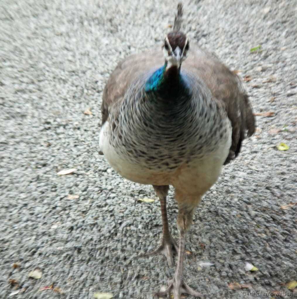 DSCF5265