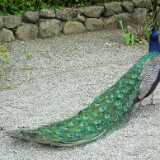 DSCF5264