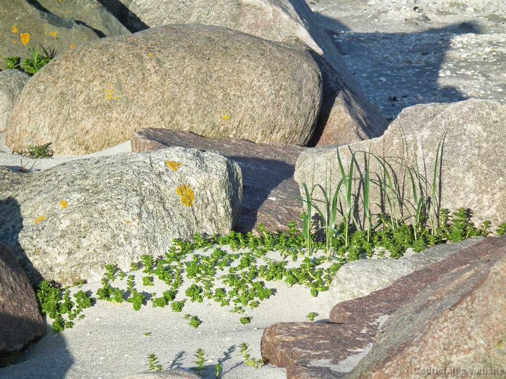 DSCF5531