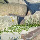 DSCF5531