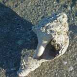 DSCF5535