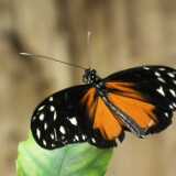 DSCF5674