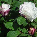DSCF5685