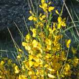 DSCF5539