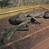 Tollund man Silkeborg