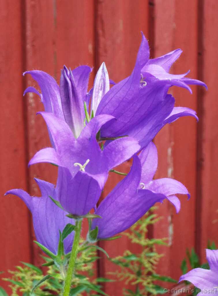 DSCF4602