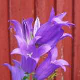 DSCF4602
