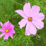 DSCF5093